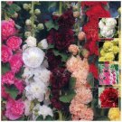 HOLLYHOCK Regal Double Mix Seeds - Garden Flower Plant - 20 Seeds