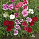 DIANTHUS CHINENSIS DWARF DOUBLE MIX Seeds - Garden Flower Plant - 100 Seeds