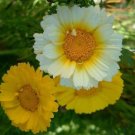CHRYSANTHEMUM CORONARIUM DOUBLE MIX Seeds - Garden Flower Plant - 100 Seeds