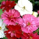 Cosmos bipinnatus “Psyche Double Mix” Seeds - Garden Flower Plant - 100 Seeds