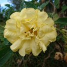 Double Yellow Brugmansia Angels Seeds - Garden Flower Plant - 50 Seeds