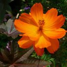 Cosmos Polidor Mix Flower Seeds - Garden Flower Plant - 100 Seeds