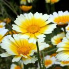 Chrysanthemum Coronarium Double Flowered Mix Seeds - Garden Flower Plant - 100 Seeds