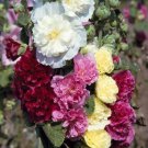 HOLLYHOCK CHATERS DOUBLE MIX Seeds - Garden Flower Plant - 45 Seeds