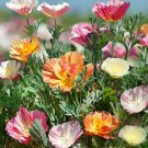 CALIFORNIAN POPPY ESCHSCHOLZIA BALLERINA DOUBLE MIX Seeds - Garden Flower Plant - 50 Seeds