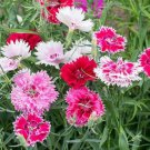 Dianthus Gaiety Double Mix FLOWER Seeds - Garden Flower Plant - 200 Seeds
