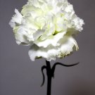 Dianthus Caryophyllus (Carnation Grenadin Double White) Seeds - Garden Flower Plant - 100 Seeds