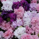 PETUNIA TRIUMPH DOUBLE MIX Seeds - Garden Flower Plant - 50 Seeds