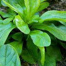 CORN SALAD Verte De Cambrai Seeds - Garden Vegetable Plant - 500 Seeds