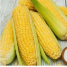 SWEET CORN 'Balinese' Seeds - Garden Vegetable Plant - 10 Seeds