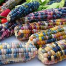 CORN GLASS GEM Seeds - Garden Vegetable Plant - 5 Seeds
