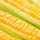 CORN SWEET Golden Bantam Seeds - Garden Vegetable Plant - 25 Seeds
