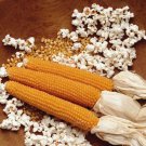 CORN Popcorn Summer Seeds - Garden Vegetable Plant - 20 Seeds