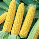 SWEET CORN Legacy Summer Seeds - Garden Vegetable Plant - 10 Seeds