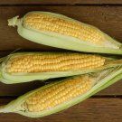 SWEET CORN BALINESE Seeds - Garden Vegetable Plant - 15 Seeds