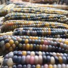 CORN Glass Gem Seeds - Garden Vegetable Plant - 15 Seeds