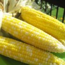 SWEET CORN Bicolor Spring Summer Seeds - Garden Vegetable Plant - 15 Seeds