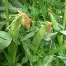 CORN SUPER SWEET MAX Seeds - Garden Vegetable Plant - 15 Seeds