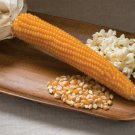 CORN 'Popcorn' spring summer POPPING Seeds - Garden Vegetable Plant - 20 Seeds