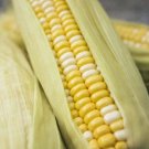 SWEET CORN BICOLOR Corn Seeds - Garden Vegetable Plant - 15 Seeds