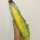 Heirloom Sweet corn Seeds - Garden Vegetable Plant - 50 Seeds