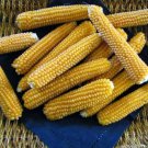 CORN Popcorn Popping Seeds - Garden Vegetable Plant - 15 Seeds