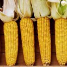 SWEET CORN 'Golden Bantam' Seeds - Garden Vegetable Plant - 20 Seeds