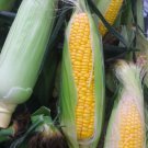 SWEET CORN 'Jolly Roger' Easy Seeds - Garden Vegetable Plant - 25 Seeds