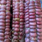 Lavender Clay Corn Vegetable Seeds - Garden Vegetable Plant - 5 Seeds