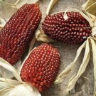 Strawberry Red Corn Vegetable Seeds - Garden Vegetable Plant - 25 Seeds