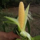 CORN SWEET Sentinel Vegetable Seeds - Garden Vegetable Plant - 15 Seeds