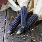 Corn Hopi Blue Vegetable Seeds - Garden Vegetable Plant - 20 Seeds