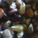 Organic Mixed Colored Gem Sweet corn Vegetable Seeds - Garden Vegetable Plant - 150 Seeds