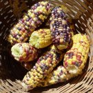 Corn Sweet Anasazi Corn Vegetable Seeds - Garden Vegetable Plant - 20 Seeds