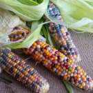 Corn 'Glass Gem' Rainbow Corn Vegetable Seeds - Garden Vegetable Plant - 15 Seeds