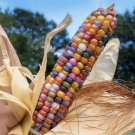 CORN Glass Gem KERNEL popping Vegetable Seeds - Garden Vegetable Plant - 20 Seeds