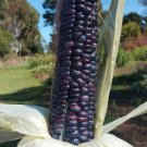 PO'SUWEGEH BLUE CORN Vegetable Seeds - Garden Vegetable Plant - 12 Seeds