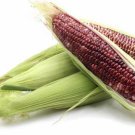Organic Red Waxy Corn Vegetable Seeds - Garden Vegetable Plant - 20 Seeds