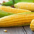 SWEET CORN (True Gold) Vegetable Seeds - Garden Vegetable Plant - 25 Seeds