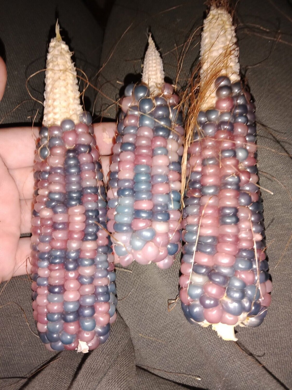 Heirloom Indian Glass Gem Corn Vegetable Seeds Garden Vegetable Plant
