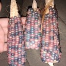 Heirloom Indian Glass Gem Corn Vegetable Seeds - Garden Vegetable Plant - 50 Seeds