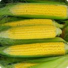 CORN SWEET GOLDEN BANTAM Vegetable Seeds - Garden Vegetable Plant - 20 Seeds