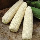 CORN Maize Macleay Valley White Vegetable Seeds - Garden Vegetable Plant - 20 Seeds