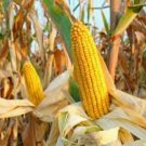 corn "pop corn" Vegetable Seeds - Garden Vegetable Plant - 20 Seeds