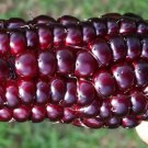 Peruvian Corn Dark Red Morado Vegetable Seeds - Garden Vegetable Plant - 5 Seeds