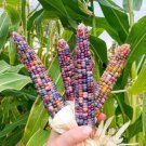 Corn seeds Rainbow Corn Flint Corn Gem Corn Seeds - Garden Vegetable Plant - 20 Seeds