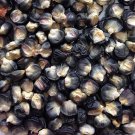 Black "Aztec" CORN Seeds - Garden Vegetable Plant - 10 Seeds