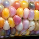 Glass Gem Rainbow Corn Seeds - Garden Vegetable Plant - 30 Seeds