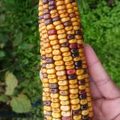 Corn Brown Dent Stunning Multicoloured Seeds - Garden Vegetable Plant - 5 Seeds