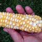 Corn Bicolour An Eye Catching Corn Seeds - Garden Vegetable Plant - 5 Seeds